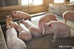 夏季如何提高豬群採食量？最簡單的方法是什麼？