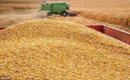 印度出現的蝗災會使中國玉米提價嗎？