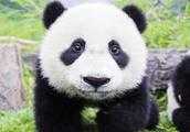 熊貓的特點是什麼？