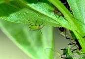 如何輕鬆殺滅蚜蟲、紅蜘蛛、飛蝨等害蟲？