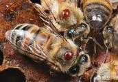 蜜蜂養殖實用技術，如何防治蜂蟎，茶花花期如何管理？