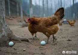 在農村母雞下蛋有什麼特徵？