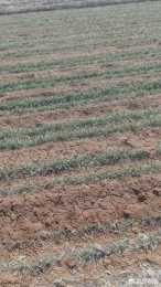 種植小麥如何使用銅肥、鋅肥？