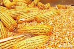 玉米價格會不會重回升勢？