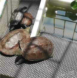 烏龜感染真菌曬太陽可以治療嗎?