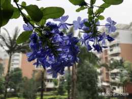 陽臺養的藍雪花幹葉子沒有精神，還不開花是什麼原因？