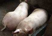 12平方能養多少育肥豬？