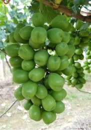 葡萄種植時什麼時候套袋合適，有哪些講究？