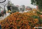 果農辛苦種植出來的蜜橘滯銷賣不出？你有什麼好建議？