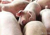 豬呼吸道疾病如何防治？