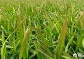 冬季寒潮時小麥發黃幹尖是什麼原因，如何防治？