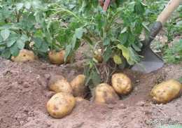 秋季土豆什麼時候適合種植？