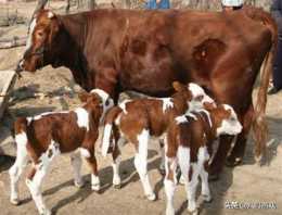 醋酸氫化潑尼松注射液懷孕牛能用嗎?