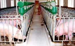 對於農村養豬場來說怎麼處理豬糞，花錢少，收效多？