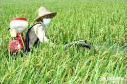 寒地水稻如何施孕穗肥才能高產？