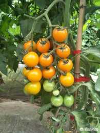 適合南方種植的小番茄種子都有什麼好品種？