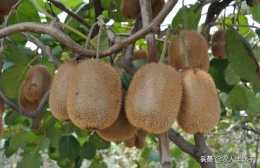獼猴桃用種子種植，種出來後有雌株和雄株嗎？