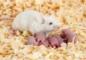 科學家喜歡拿小白鼠來做實驗，這是為什麼呢？