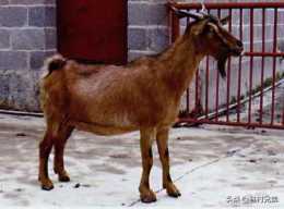 雲南省適合養哪些品種的羊？
