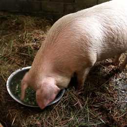 正宗的土豬應該如何飼養?