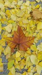 站在落葉的季節裡，如何拍出它的唯美？