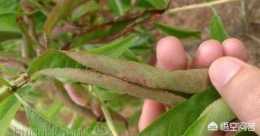 在農村種植桃樹怎麼防治桃枯梢病？