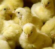 養雞場怎樣防治雞傳染性法氏囊病的發生?