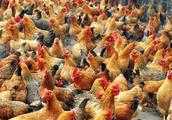 雞採食量正常，拉白稀糞是怎麼了？