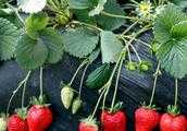 種植草莓，每年都要剷掉原先的再重新種新苗嗎？