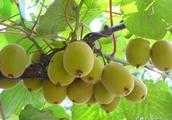 怎樣進行獼猴桃的優質豐產栽培？