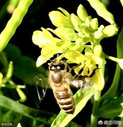 意蜂能採什麼花?意蜂跟中蜂採花的區別是什麼?