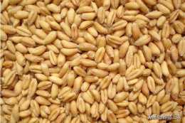 7月中下旬小麥價格能上漲嗎？存糧是否可以等等再賣？