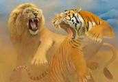 老虎是從骨子裡畏懼獅子嗎？