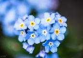 有什麼藍顏色的花？