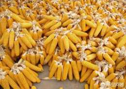 玉米收穫之後，怎樣儲存才能賣個好價錢呢？