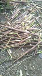 農村老家有一片沒人管理的竹林，想用來發展竹筍，該如何打理？