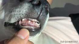 狗狗幾個月大換牙時，大家都是怎麼喂的，狗狗是不是厭食?