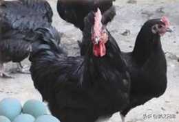 五黑雞產蛋量怎麼樣?