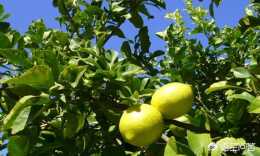 檸檬在栽培的過程中，葉子出現發黃的現象，應該怎樣來進行防治？