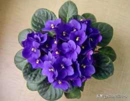 如何養好非洲紫羅蘭?