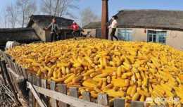 進入三月份，玉米能漲價嗎？