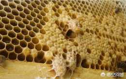 新手養蜂，子脾上出現雄蜂封蓋子和蜂卵，可以用來急造王臺嗎？
