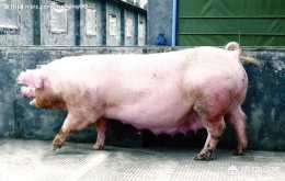 屠宰銷售母豬肉違法嗎?