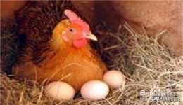 母雞下蛋是否算是母雞來大姨媽了？