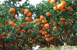 柑橘怎樣灌溉與排水？柑橘灌溉水量大概是多少？