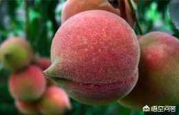 九仙桃適合在什麼氣候種植？